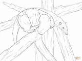 Coloring Tamandua Pages Southern Drawing sketch template