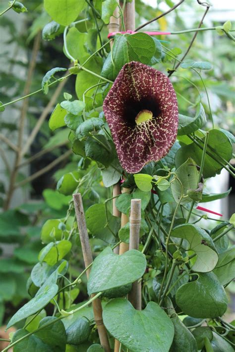 seeds aristolochia indica var lanceolata indian birthwort perennial