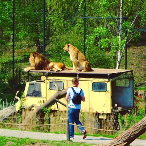 slapen  safari resort beekse bergen en ontbijten met uitzicht op de leeuwen en giraffen leuk