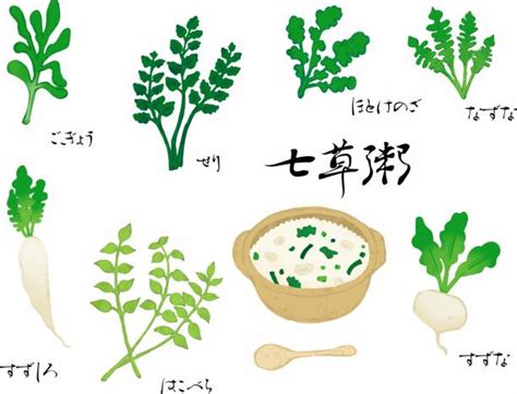 seven herbs of spring illustrations royalty free vector graphics