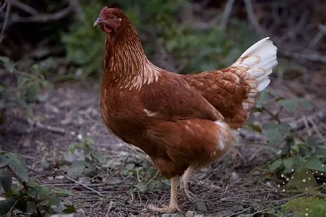 golden sexlinks chicken breed all you need to know livestocking