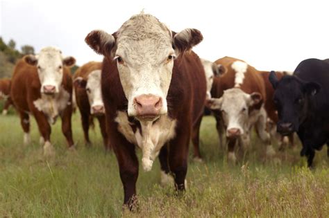 managing external parasites  beef cattle   southeast alabama