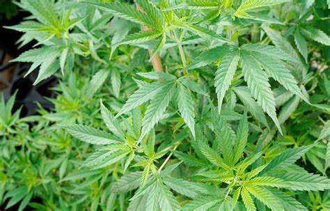 growing hemp   greenhouse ceres cannabis