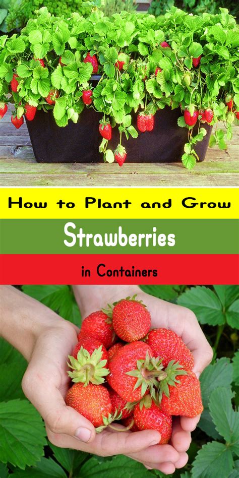growing strawberries  containers