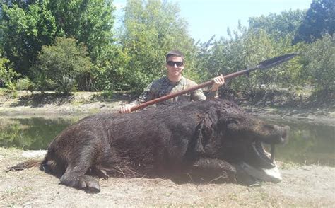 hog hunting  florida