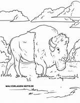 Bison Malvorlage Ausmalbild Wildtiere Malvorlagen öffnen Großformat Seite sketch template