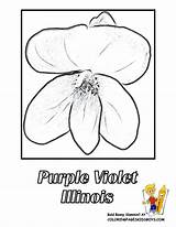 Coloring Flower Illinois State Pages sketch template
