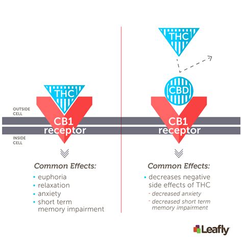 Predicting Cannabis Strain Effects From Thc And Cbd Levels Leafly