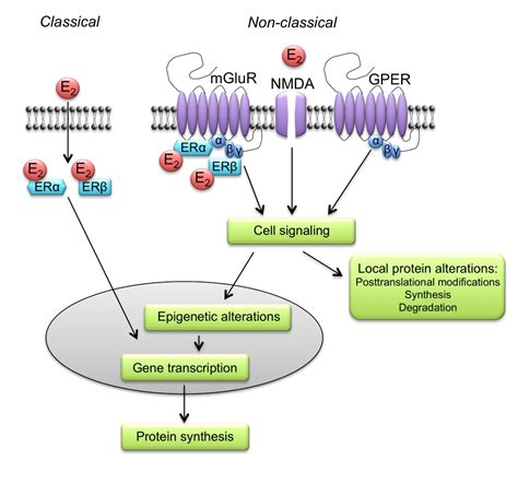 Do Sex Steroid Hormones Matter For Learning And Memory A Review On