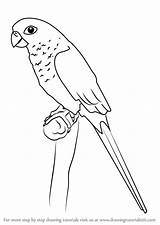 Parakeet Draw Green Step Drawing Cheeked Parrots Tutorials Drawingtutorials101 Animals sketch template