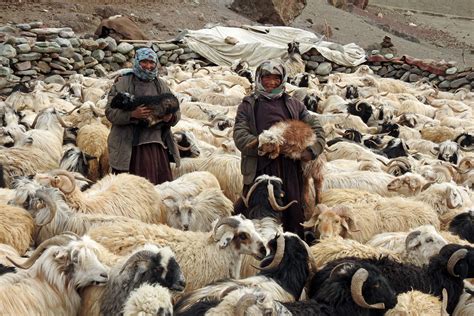 conservation lessons  changpa herders  ladakh commentary