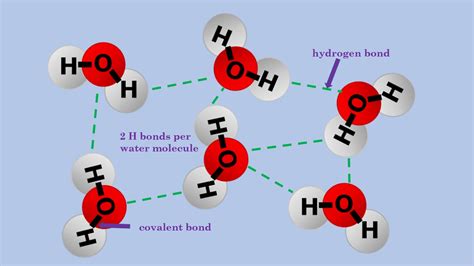 hydrogen bond  water