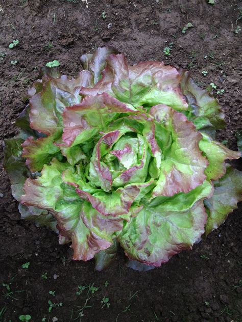 iceberg lettuce  grow vegetable