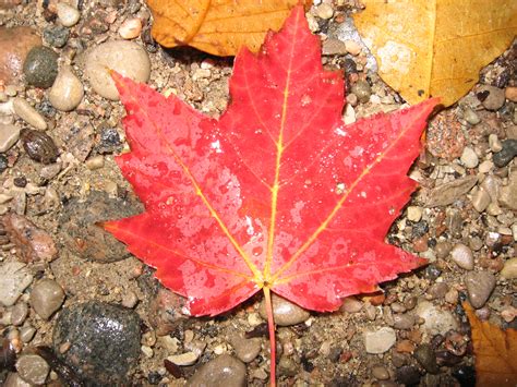 canadian maple leaf   soundwizard  deviantart