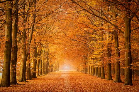 herfst  tips voor mooie herfst fotos door bas meelker