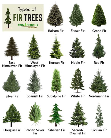 fir tree facts types identification diseases pictures types  fir trees types