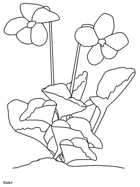 violet coloring pages  coloring pages  kids   flower