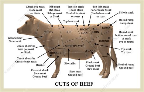 cuts  beef stock image  science photo library