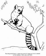 Lemur Coloring Ring Tailed Cat Sized Drawing Color Luna Getcolorings Pages Getdrawings sketch template