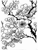 Plum Blossom Coloring Drawing Pages Japanese Drawings Template Tree Choose Board Color Getdrawings Sketch sketch template