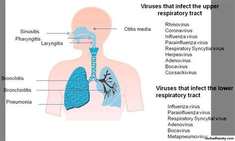 Overview Of Viral Infections Pptx D Mohammed Muhadharaty