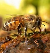 Image result for Africanized Honey Bee. Size: 176 x 185. Source: labs.biology.ucsd.edu
