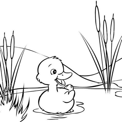 cute duck coloring pages  kids mitraland