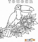 Toucan Coloring Bird Pages Exotic Jungle Printable Kids Preschoolers Color sketch template