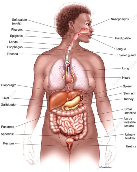 knowledgeworks drawing abdominal organs  labels anatomytool
