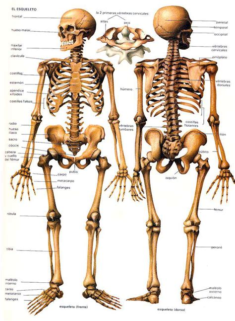 el esqueleto humano  sus partes  domain pictures getdomainvidscom
