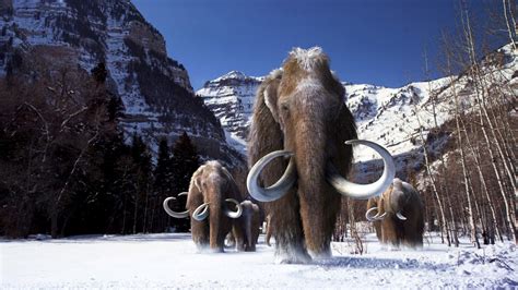checking mammoth dna  elephants hints     hairy