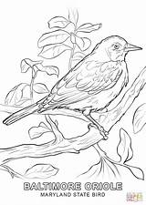 Sparrow sketch template