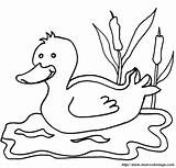 Anatra Ducks Animales Caso Cambiare Potete sketch template