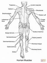 Muscles sketch template