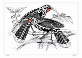 Maori Huia Nz Birds Clark Sam Bird Pair Tattoo Drawing Zealand Native Extinct Pencil Designs Artwork Coloured Ink Paper Tattoos sketch template