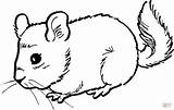 Mouse Coloring Chinchilla Pages Dormouse Cute Color Colouring Printable Print Kids Mice Animal Gif Chinchillas Drawing sketch template