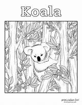 Koala Printcolorfun sketch template