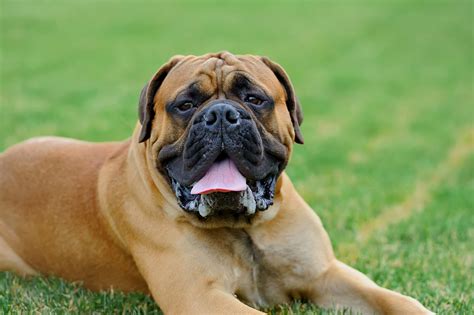 breed profile english mastiff gilbertson  page dog cat  ferret food