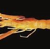 Afbeeldingsresultaten voor "neoglyphea Inopinata". Grootte: 103 x 102. Bron: www.researchgate.net