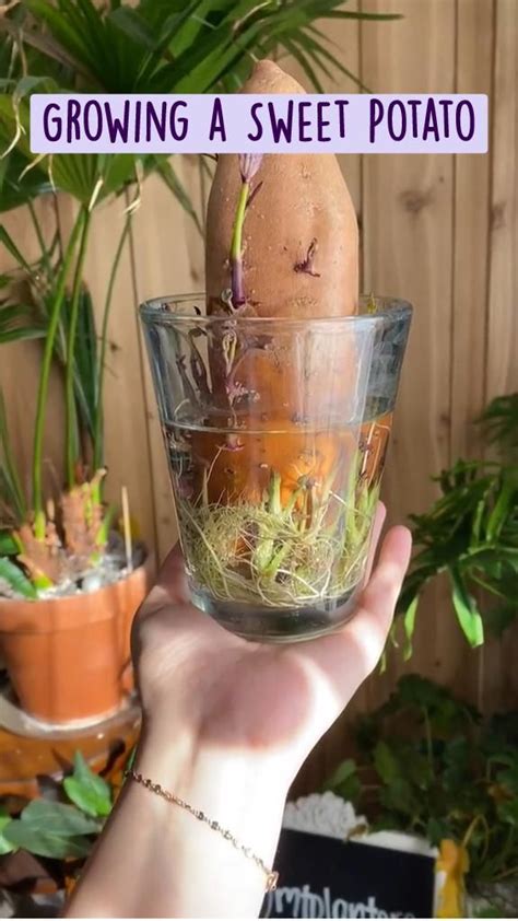 growing  sweet potato  immersive guide  gardening tips garden ideas