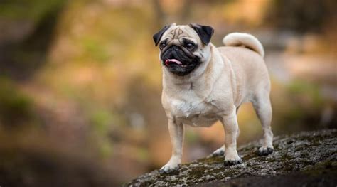 pug dog breed information facts traits pictures