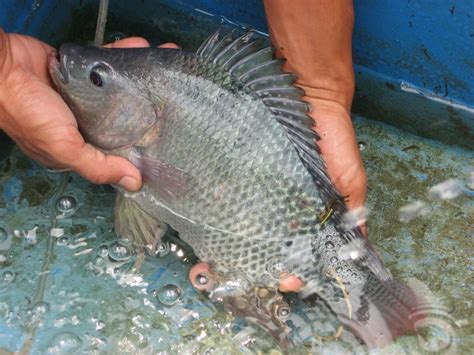 tips mudah  ikan nila cepat bertelur ikanesia