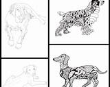 Coloring Pages Chiweenie Template sketch template