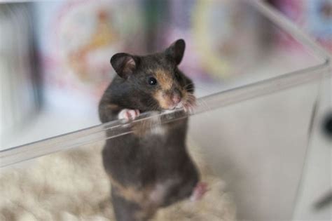 114 best hamsters images on pinterest