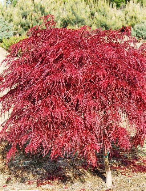 Crimson Queen Japanese Maple Fort Wayne Trees
