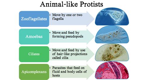 section  protists nitty gritty science