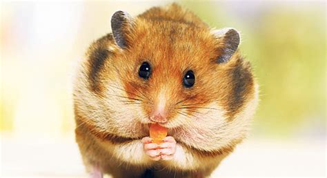 hamster harry leidet coopzeitung