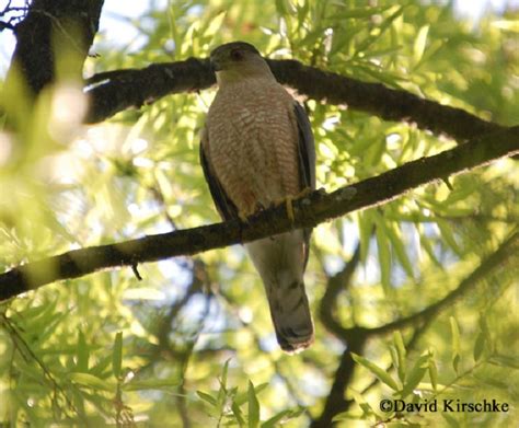 tennessee watchable wildlife sharp shinned hawk habitat forest