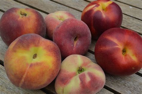 perzik en nectarine veelzijdige zomerse vruchten lekker tafelen