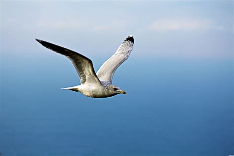 photo flying seagull animal bird flying   jooinn